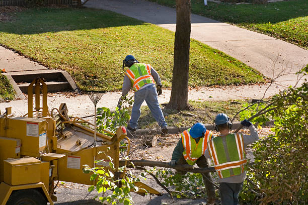 Best Hedge Trimming  in Summerside, OH